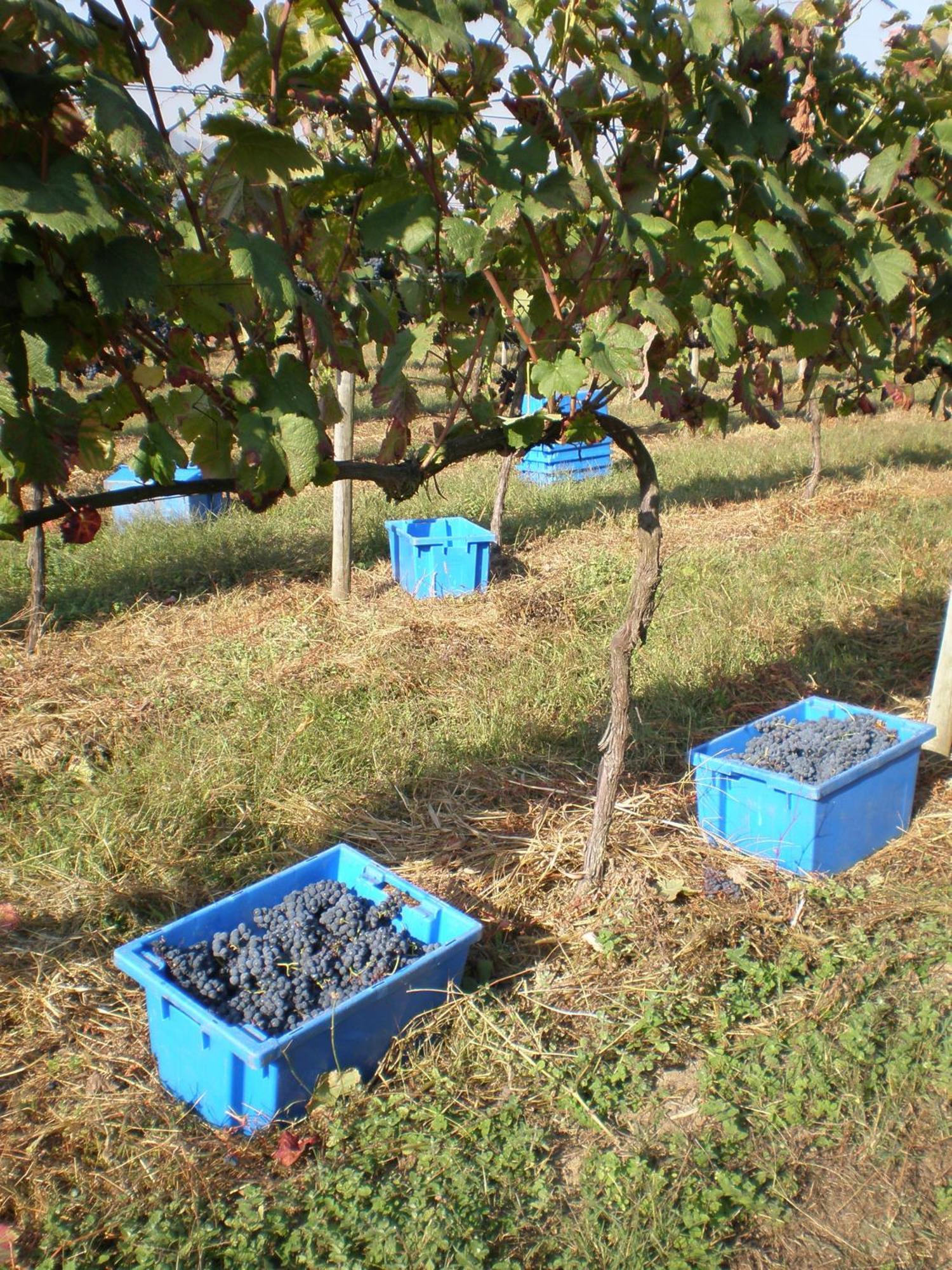 גימראייש 1720 Quinta Da Cancela - Winery & Farmhouse מראה חיצוני תמונה